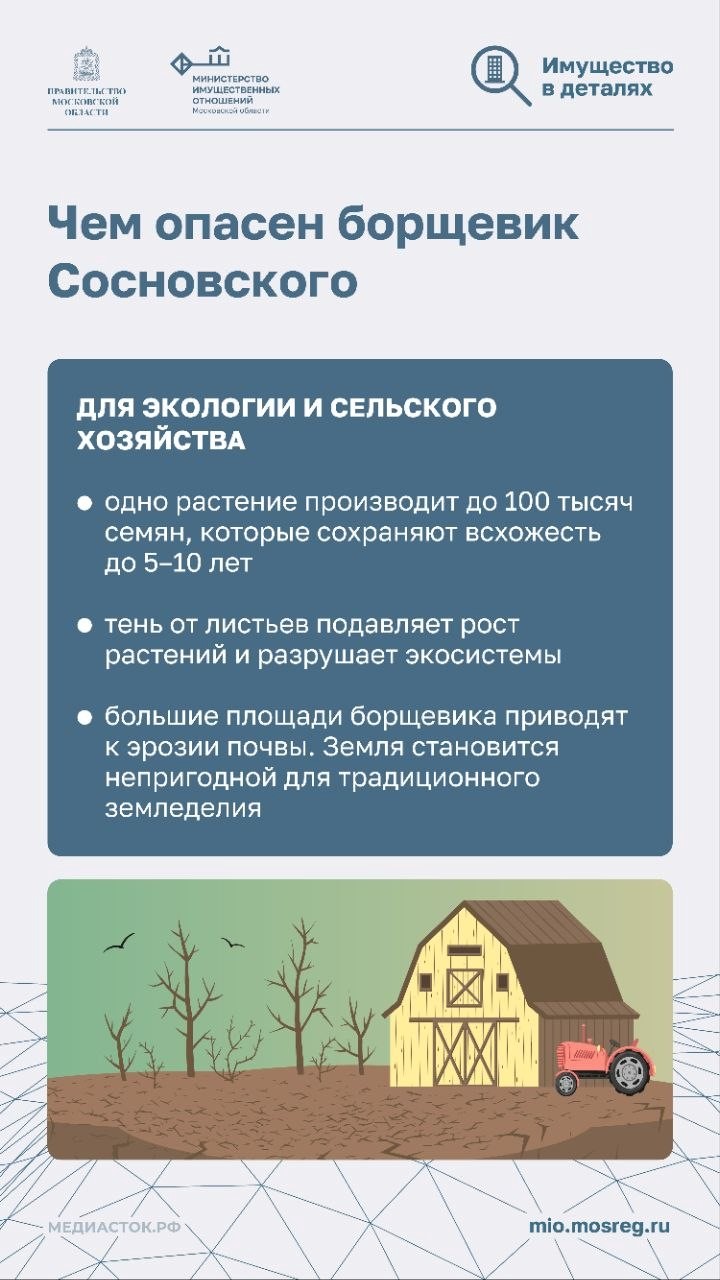 Борщевик — это не просто сорняк!