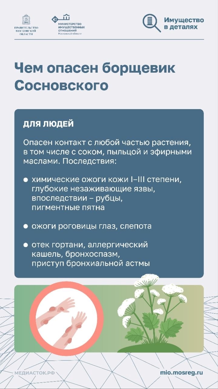 Борщевик — это не просто сорняк!