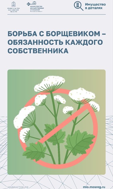 Борщевик — это не просто сорняк!